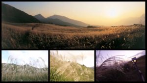 奈良の"曽爾高原"にススキ見に行ったら凄すぎた。